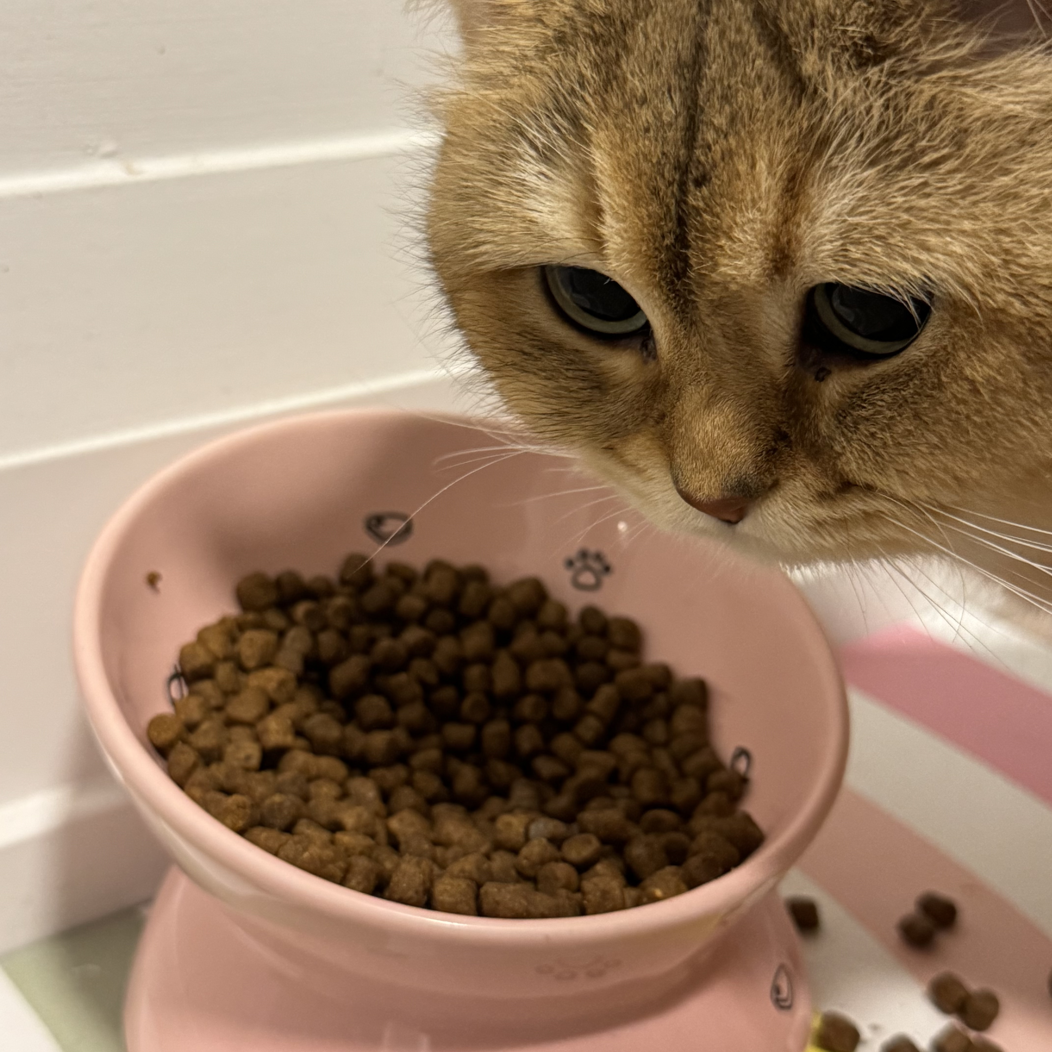 put a description here or you will lose grades